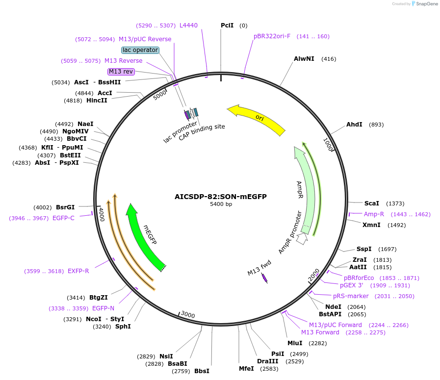 133964-plasmid-map-sequence-id-264342