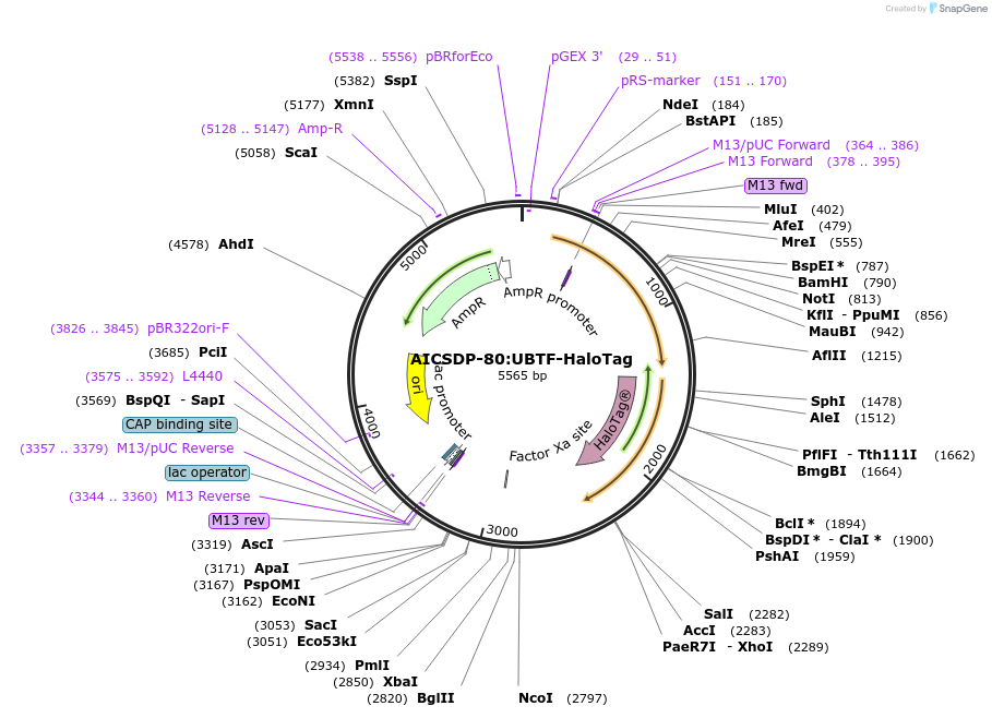 133963-plasmid-map-sequence-id-264347