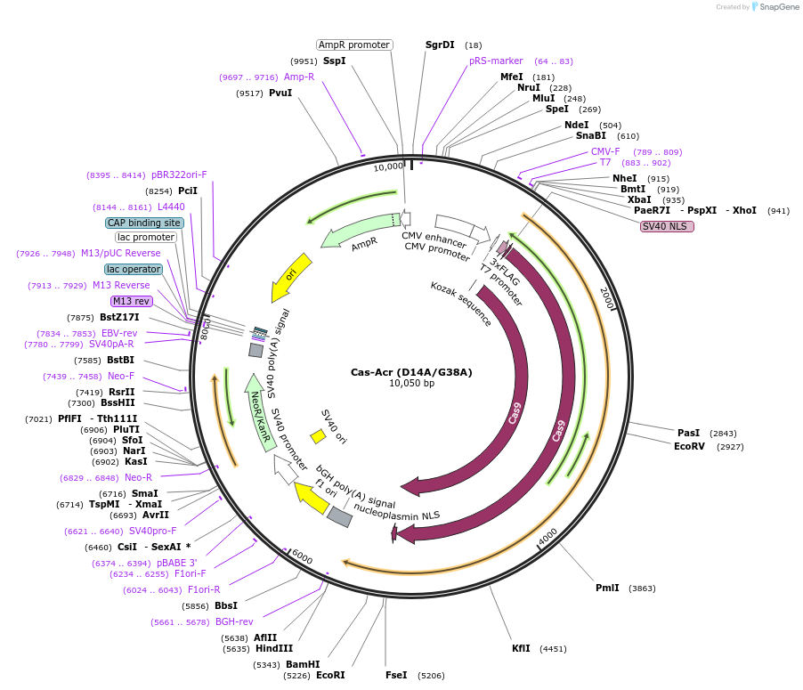 128118-plasmid-map-sequence-id-264371