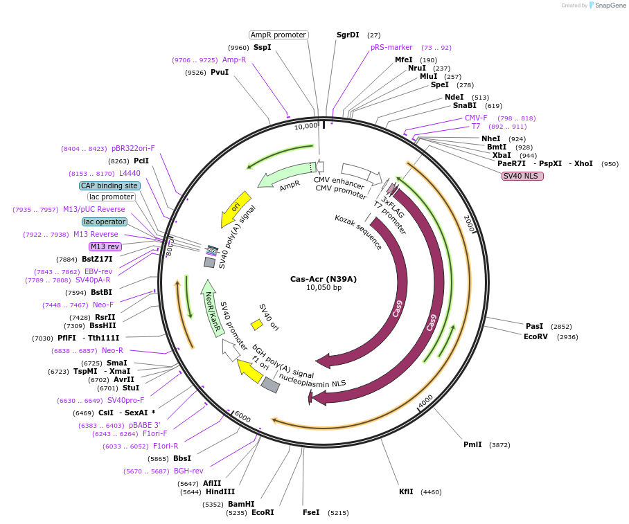 128117-plasmid-map-sequence-id-264376