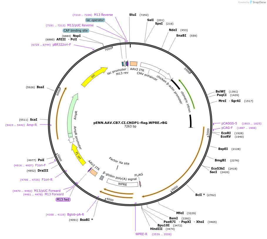 132683-plasmid-map-sequence-id-264378