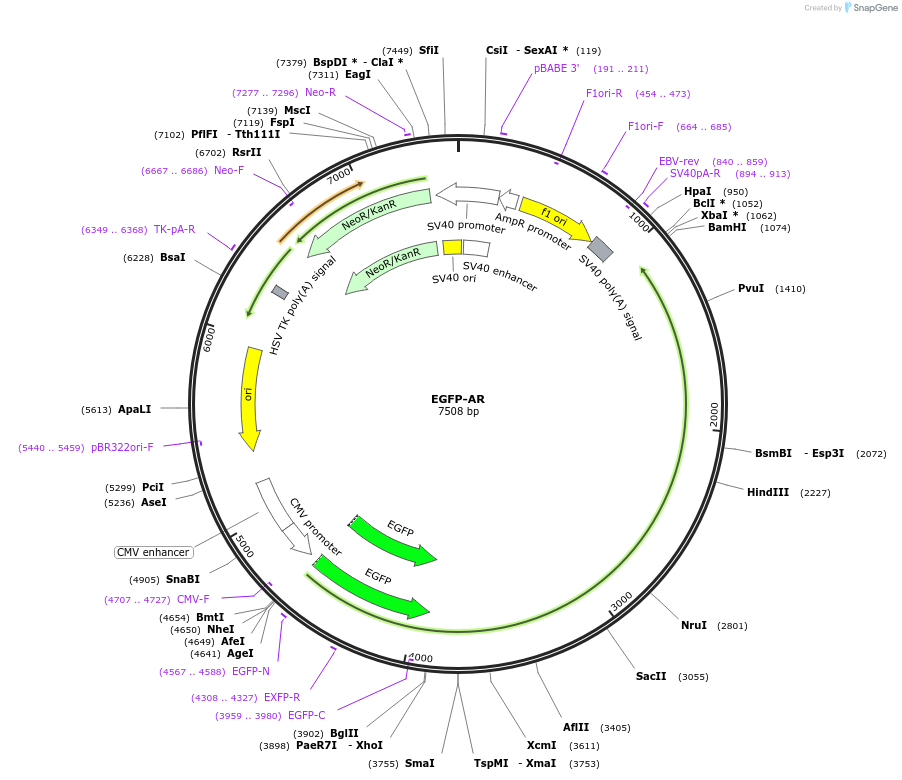 111215-plasmid-map-sequence-id-264404