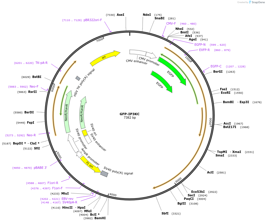 134603-plasmid-map-sequence-id-264411
