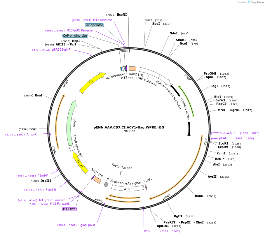132686-plasmid-map-sequence-id-264412