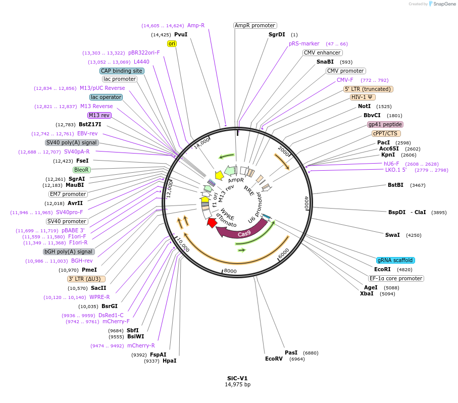 133041-plasmid-map-sequence-id-264422