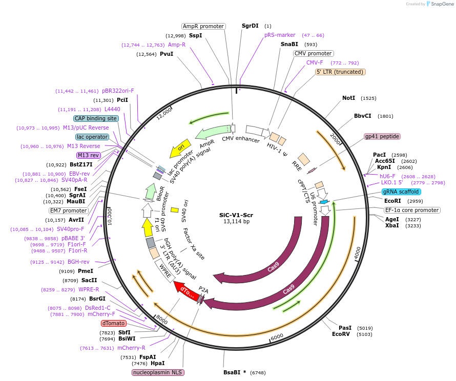 133042-plasmid-map-sequence-id-264423