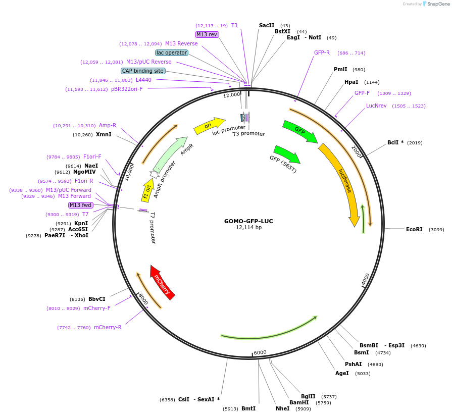 60976-plasmid-map-sequence-id-264430