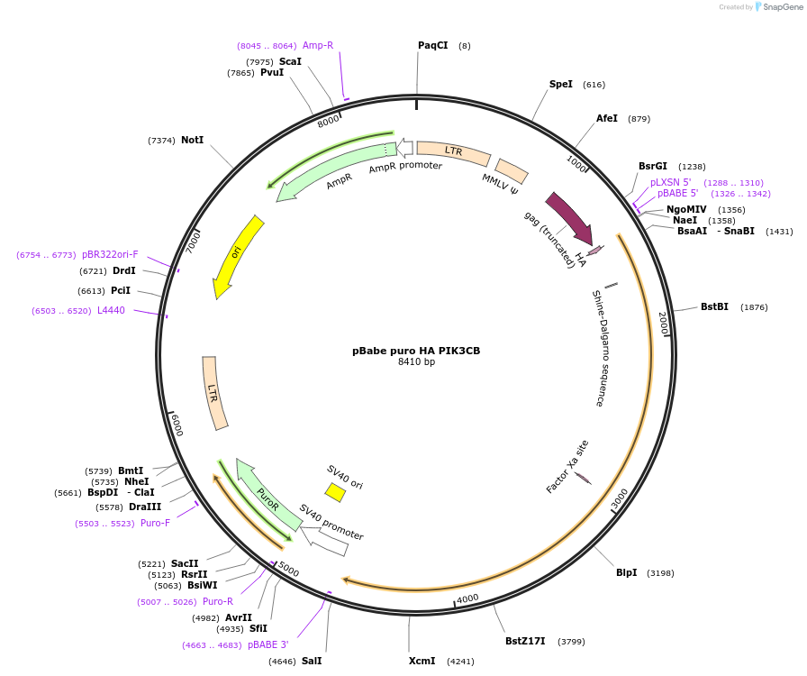 12526-plasmid-map-sequence-id-264433