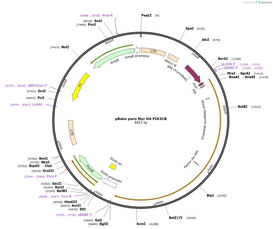 12527-plasmid-map-sequence-id-264444