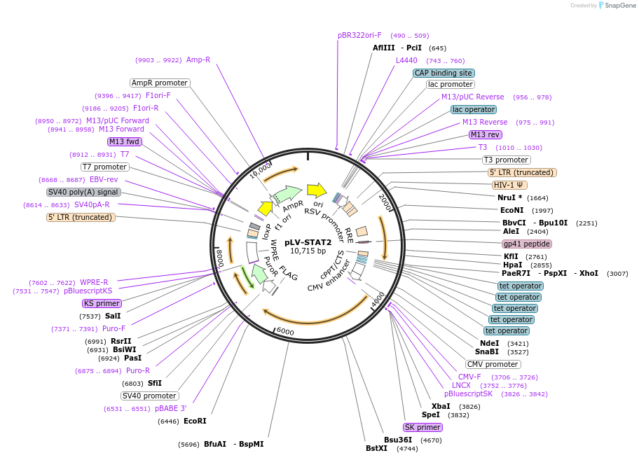 71451-plasmid-map-sequence-id-264455