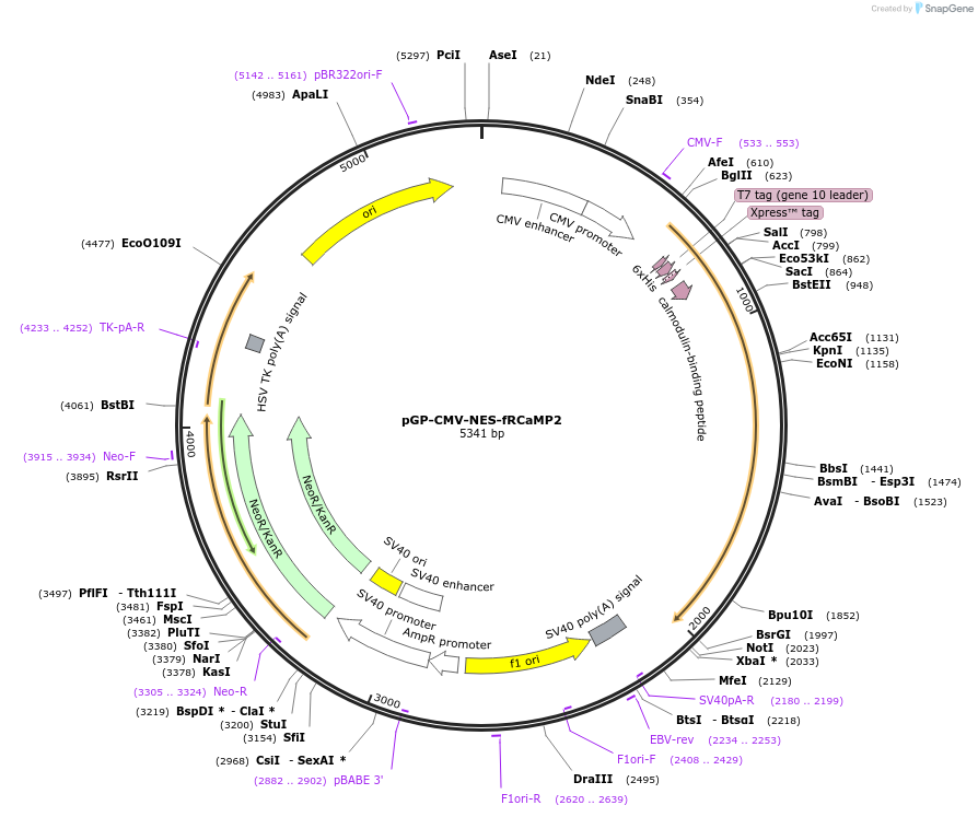 125250-plasmid-map-sequence-id-264456