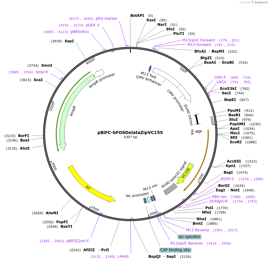 22014-plasmid-map-sequence-id-264459