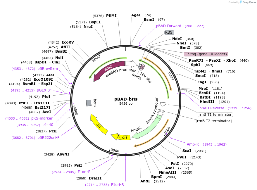 134259-plasmid-map-sequence-id-264461