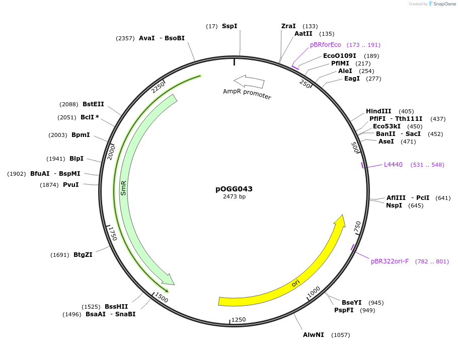 133123-plasmid-map-sequence-id-264465
