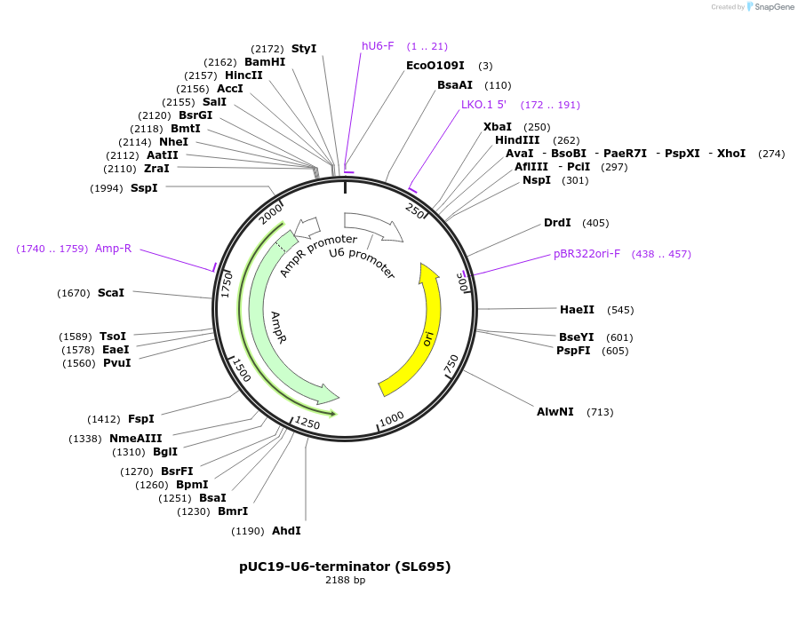 133961-plasmid-map-sequence-id-264466