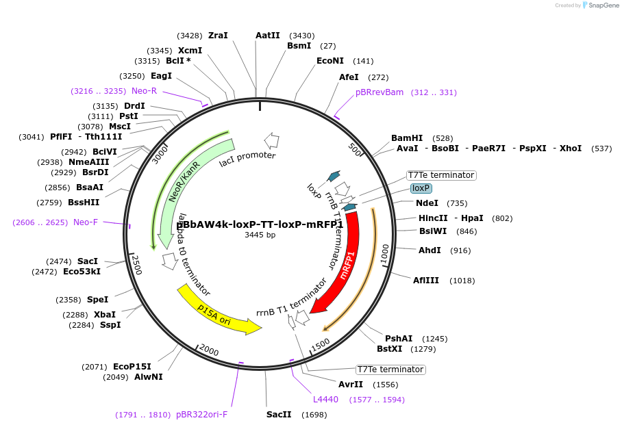 134405-plasmid-map-sequence-id-264478