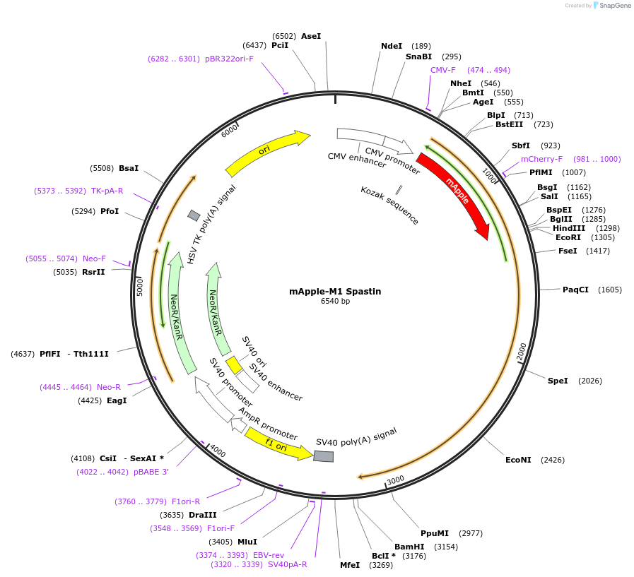 134461-plasmid-map-sequence-id-264480