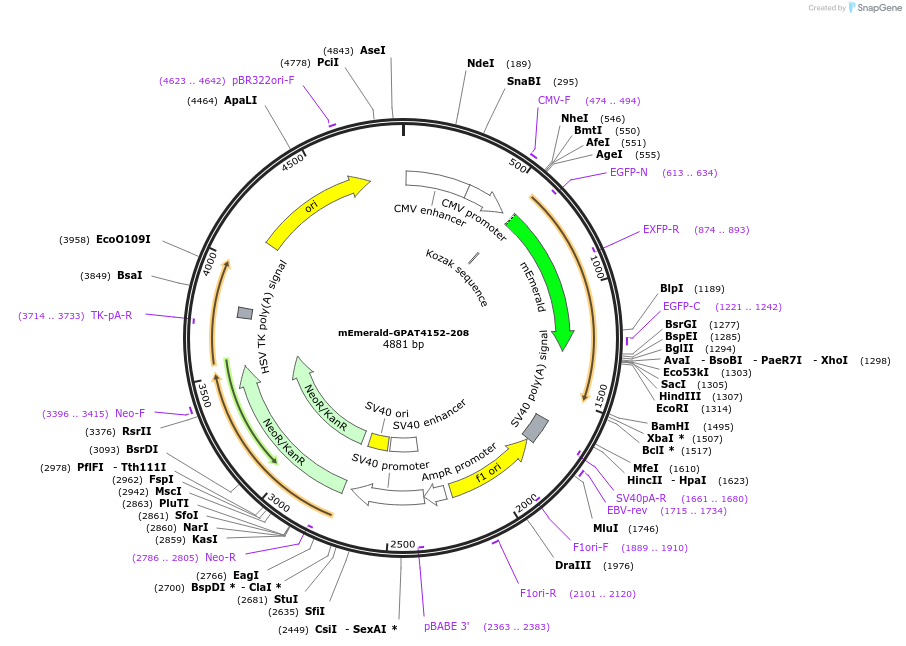 134468-plasmid-map-sequence-id-264489