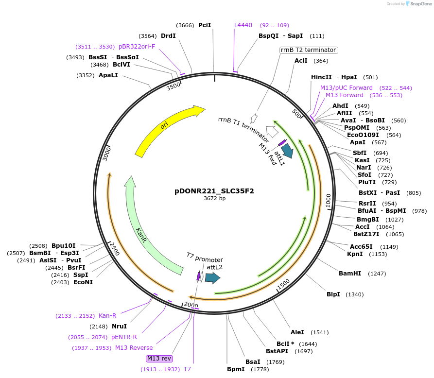 132121-plasmid-map-sequence-id-264490