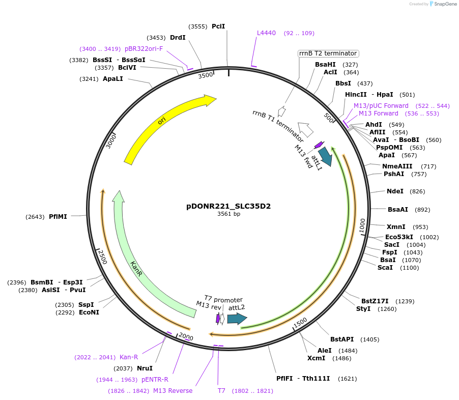 132122-plasmid-map-sequence-id-264491