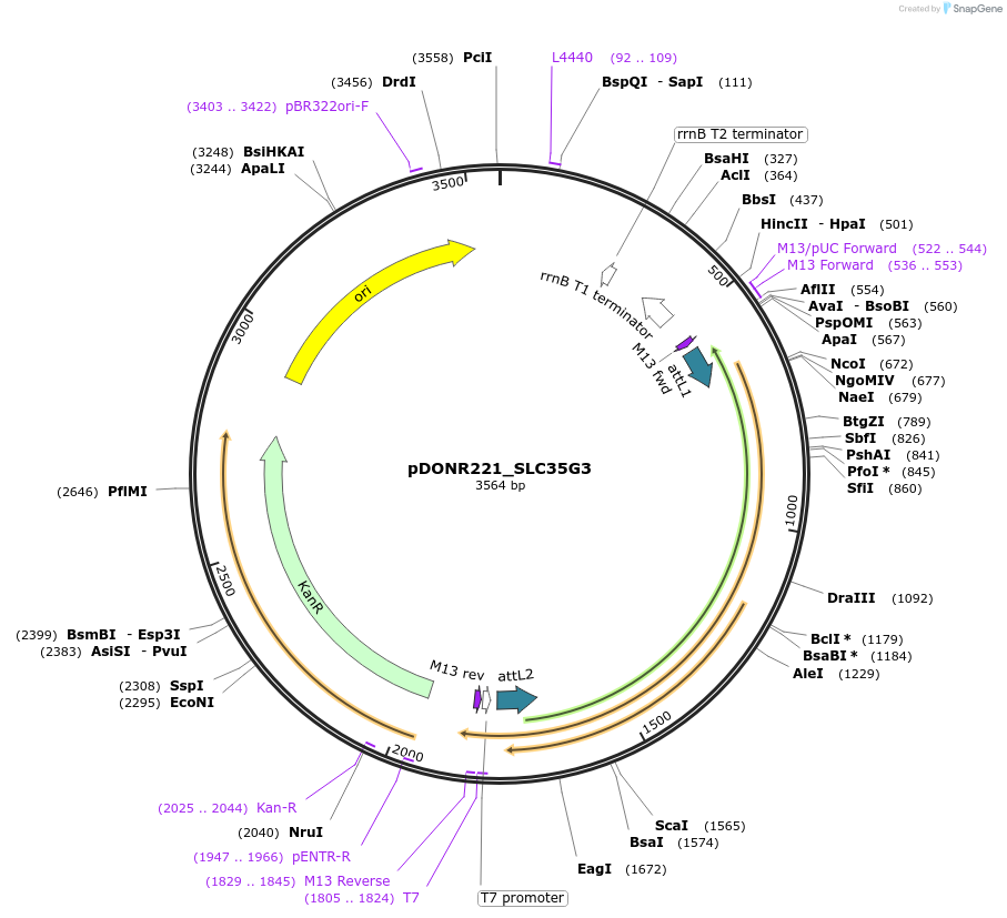 132132-plasmid-map-sequence-id-264493