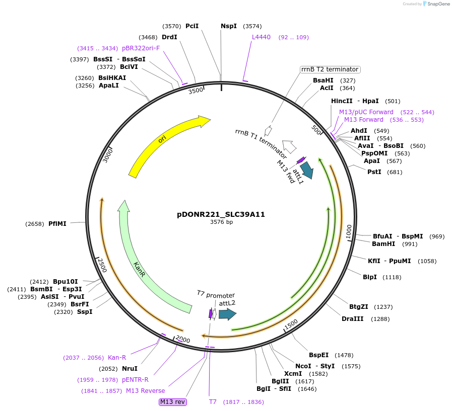 132141-plasmid-map-sequence-id-264494