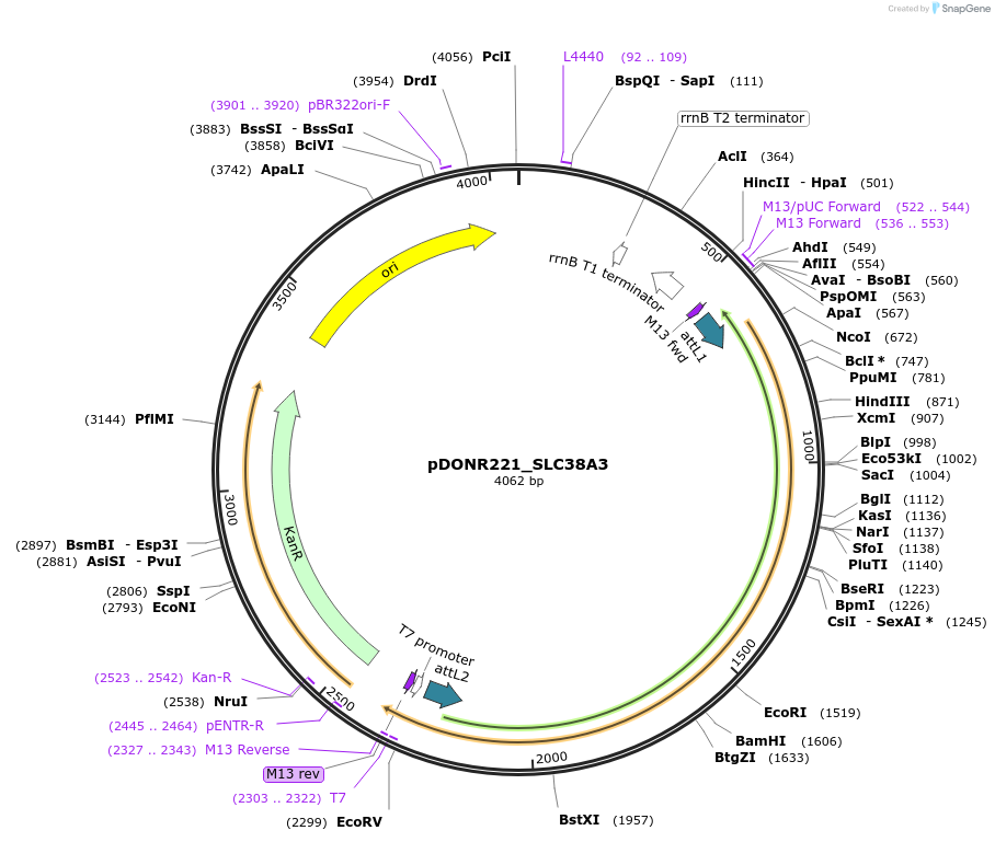 132142-plasmid-map-sequence-id-264495