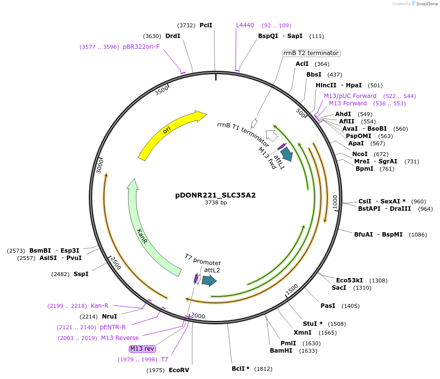 132147-plasmid-map-sequence-id-264522