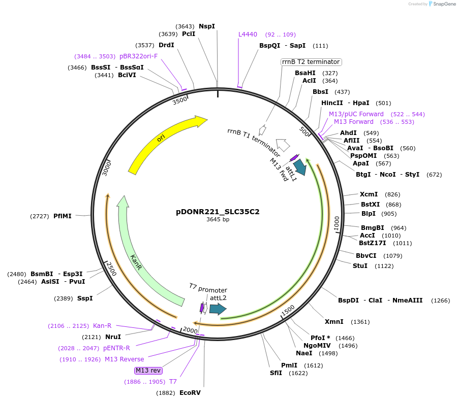 132146-plasmid-map-sequence-id-264523