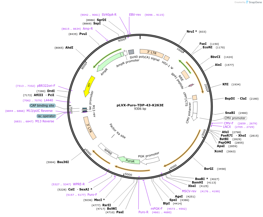 133758-plasmid-map-sequence-id-264525