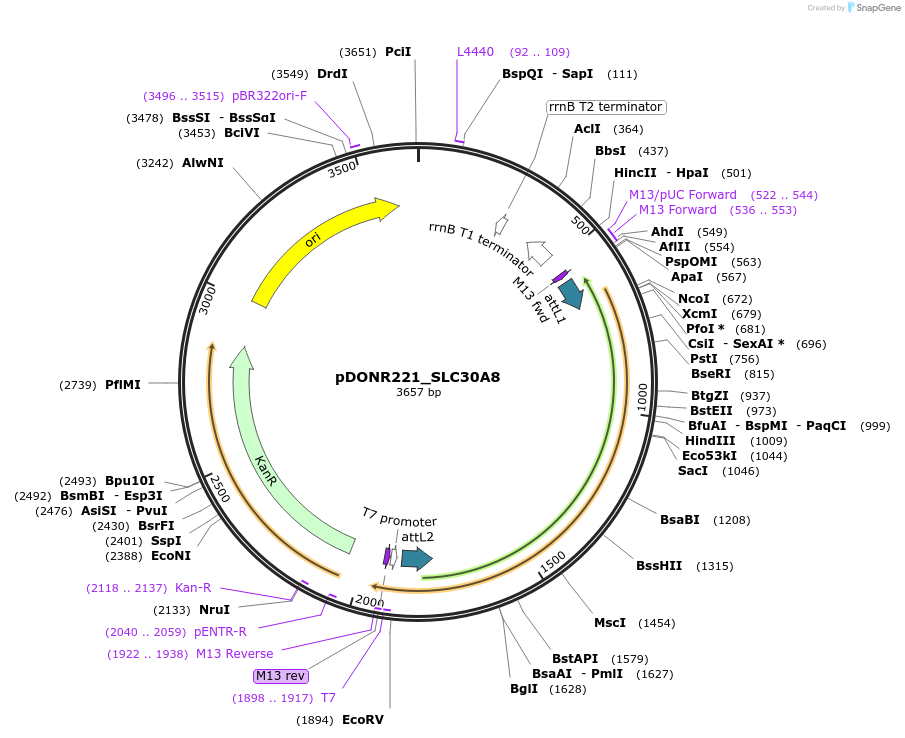 132136-plasmid-map-sequence-id-264526