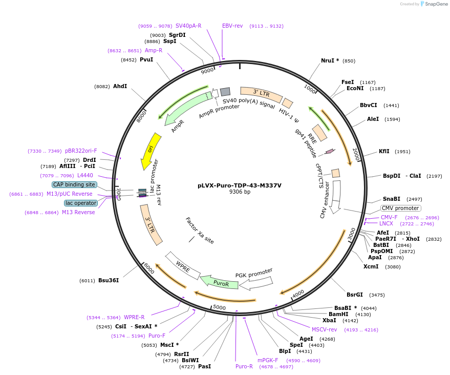 133759-plasmid-map-sequence-id-264553
