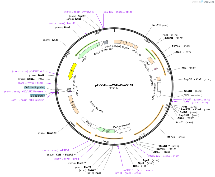 133755-plasmid-map-sequence-id-264555