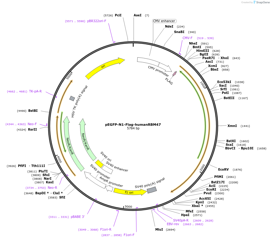 134607-plasmid-map-sequence-id-264557