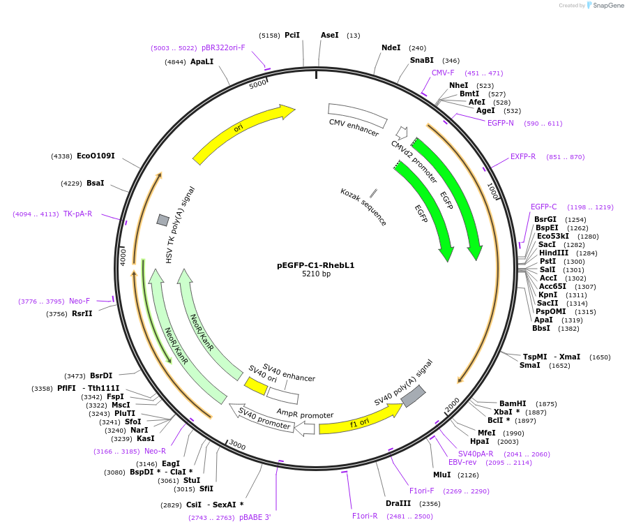 133766-plasmid-map-sequence-id-264558