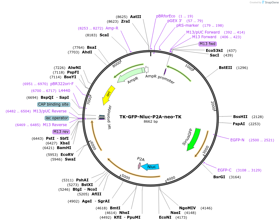 134896-plasmid-map-sequence-id-264608