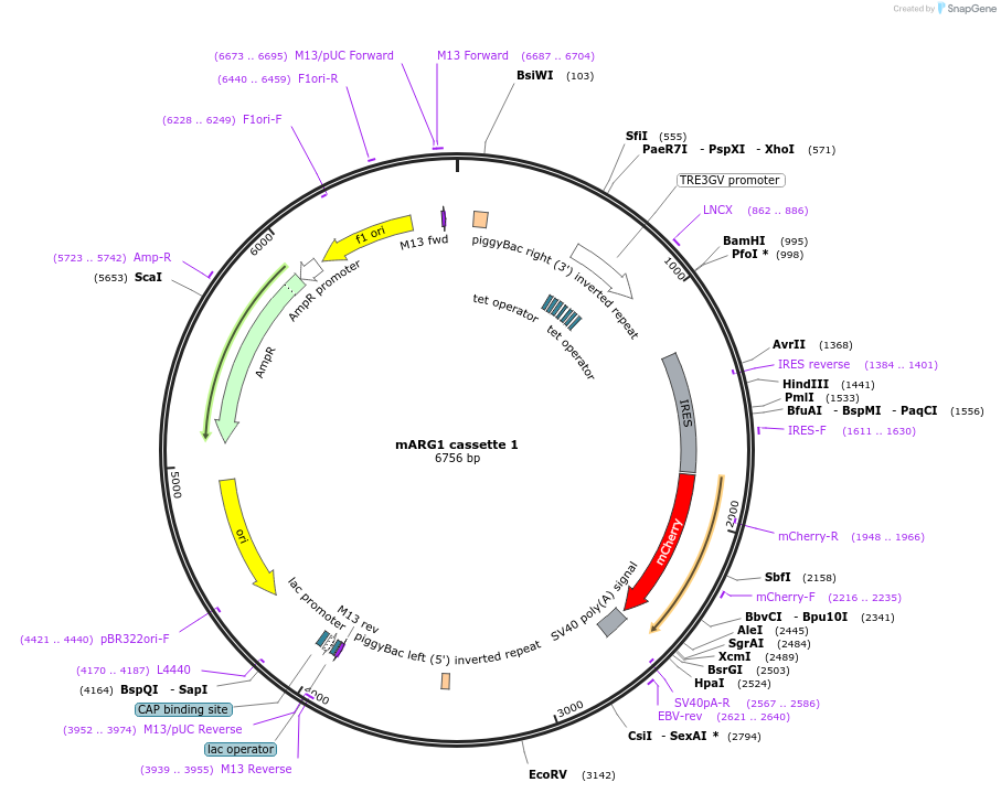 134343-plasmid-map-sequence-id-264665