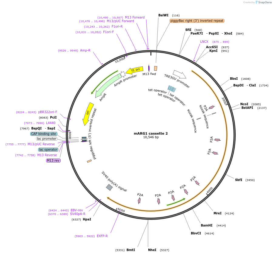 134344-plasmid-map-sequence-id-264674