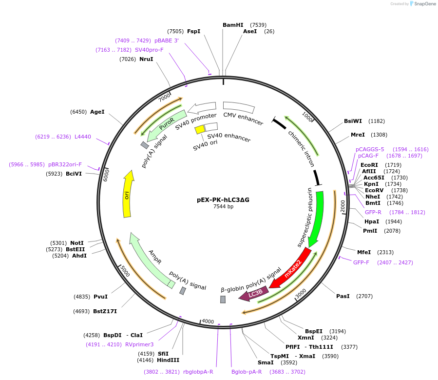 61459-plasmid-map-sequence-id-264728