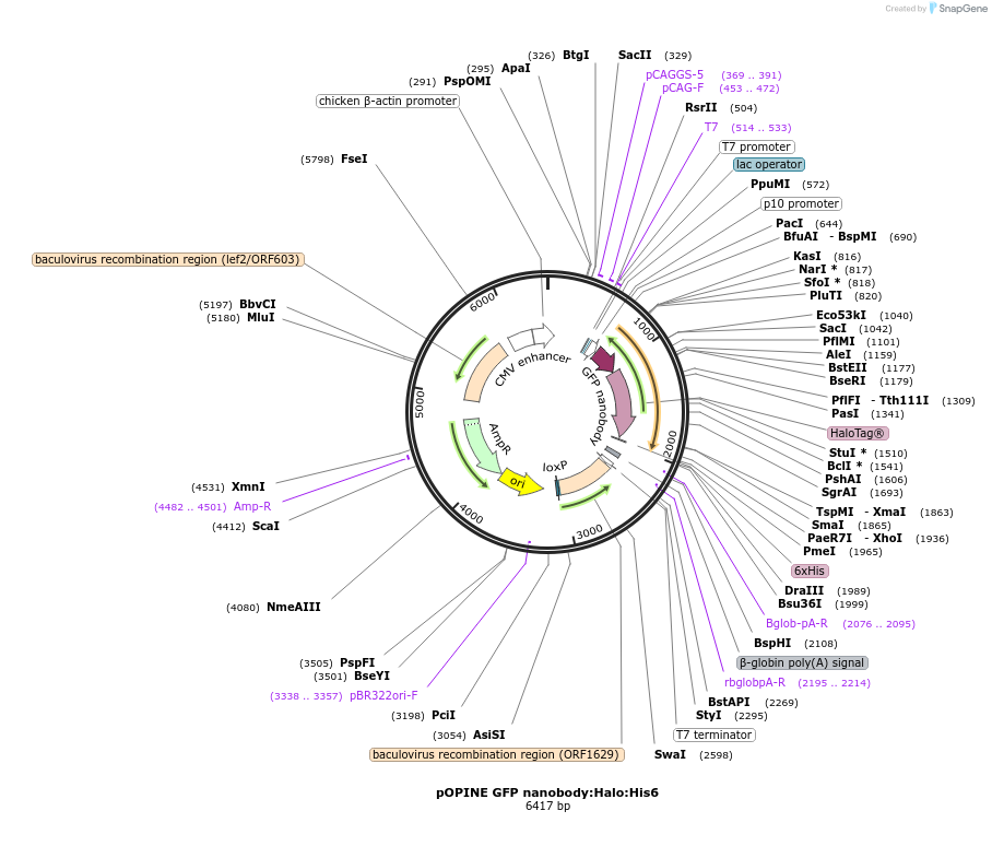 111090-plasmid-map-sequence-id-264731