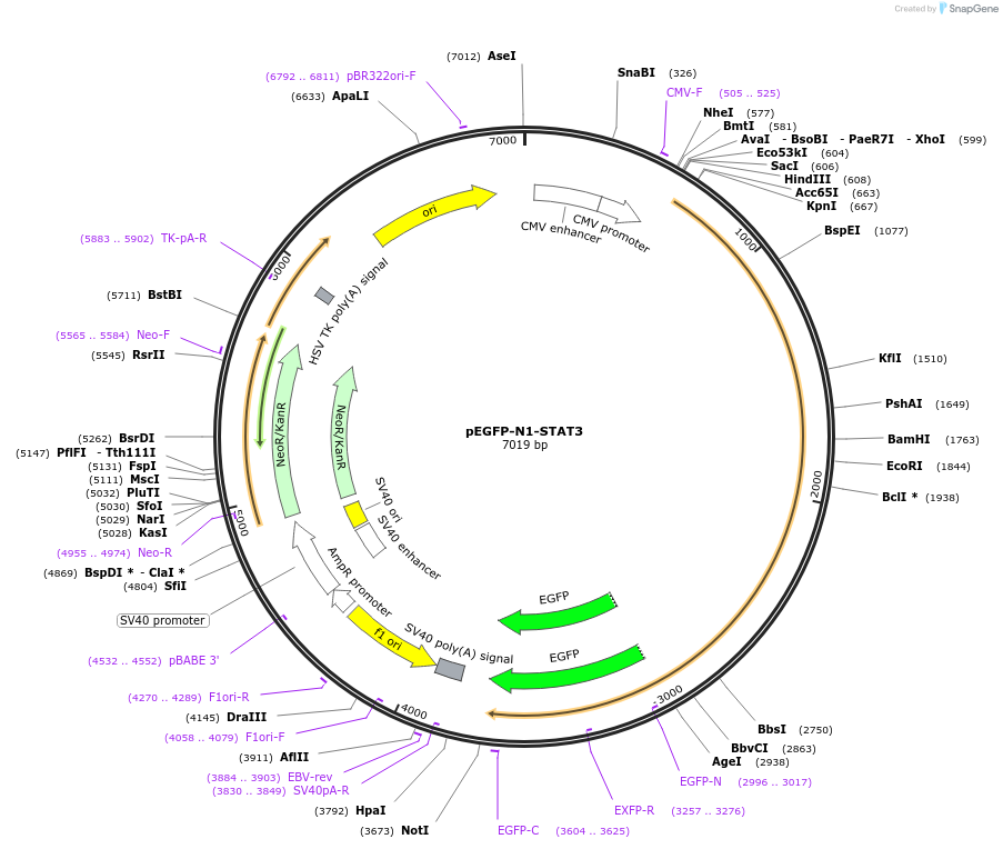 111934-plasmid-map-sequence-id-264806
