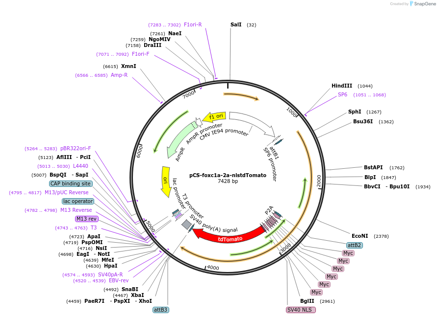 132970-plasmid-map-sequence-id-264809