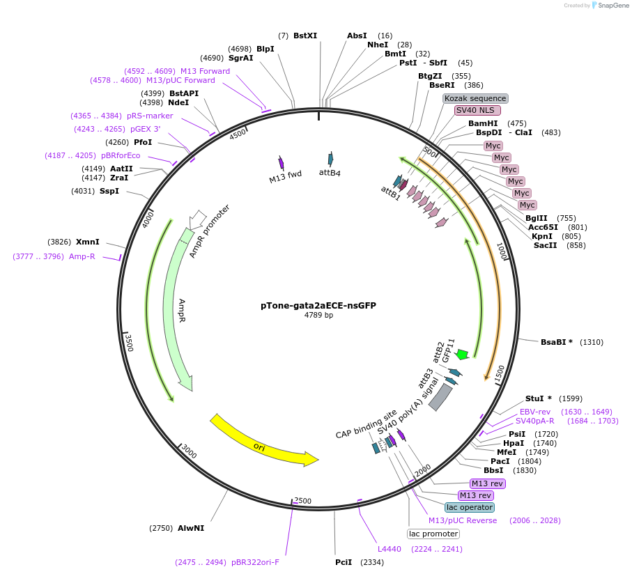 132975-plasmid-map-sequence-id-264810