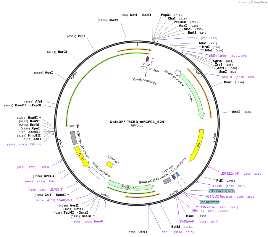 105826-plasmid-map-sequence-id-264828