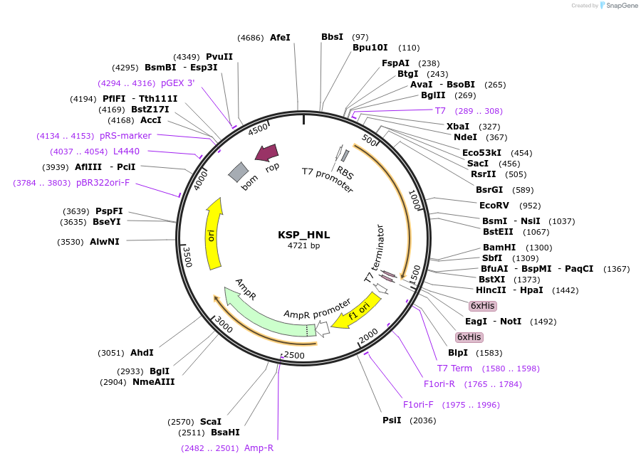 129772-plasmid-map-sequence-id-264857