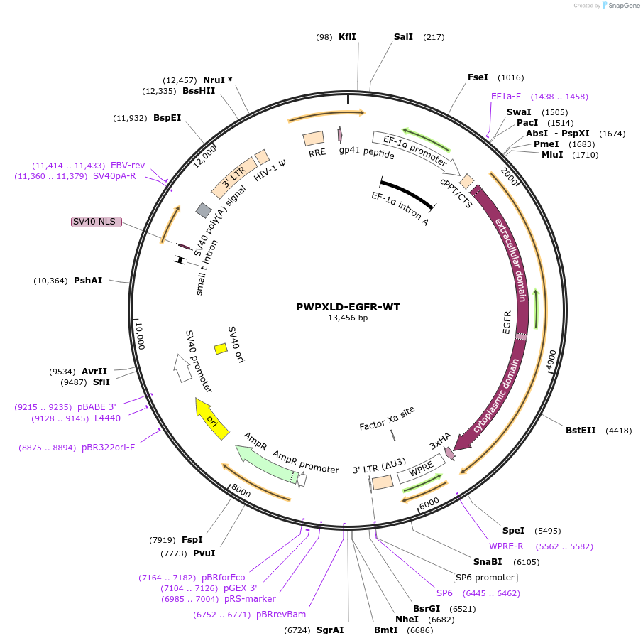 133749-plasmid-map-sequence-id-264878