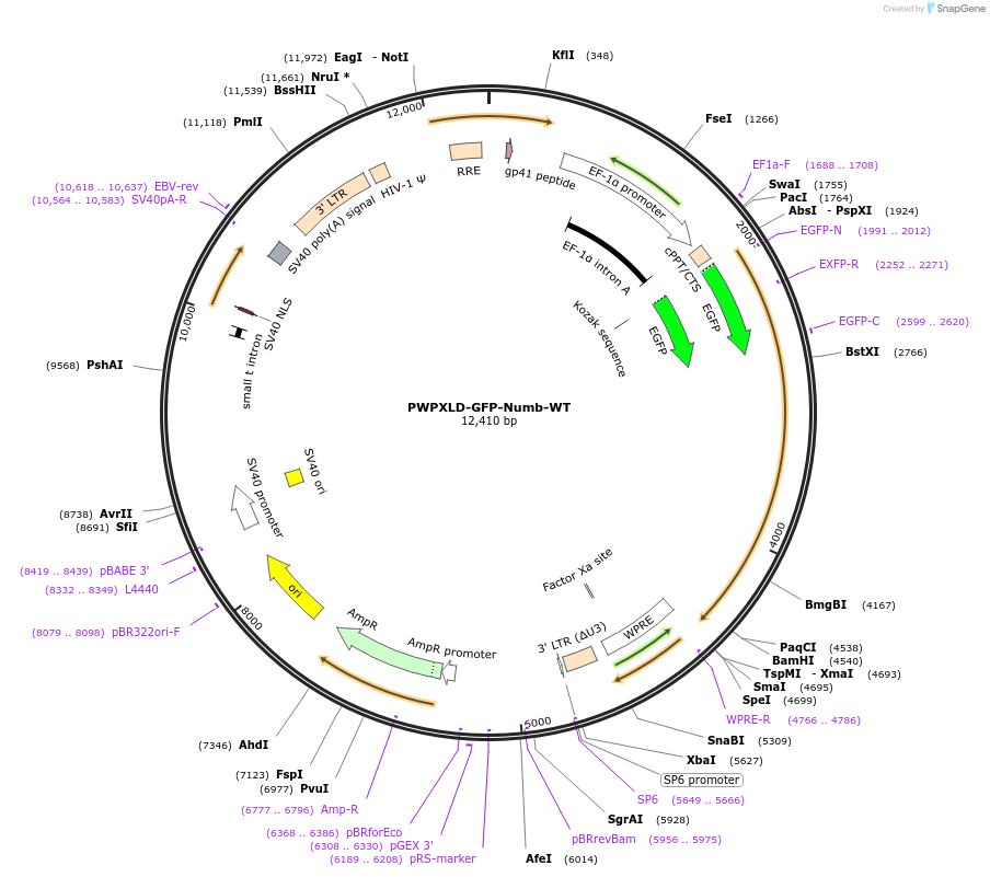 133751-plasmid-map-sequence-id-264921