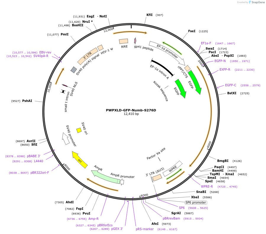 133752-plasmid-map-sequence-id-264923