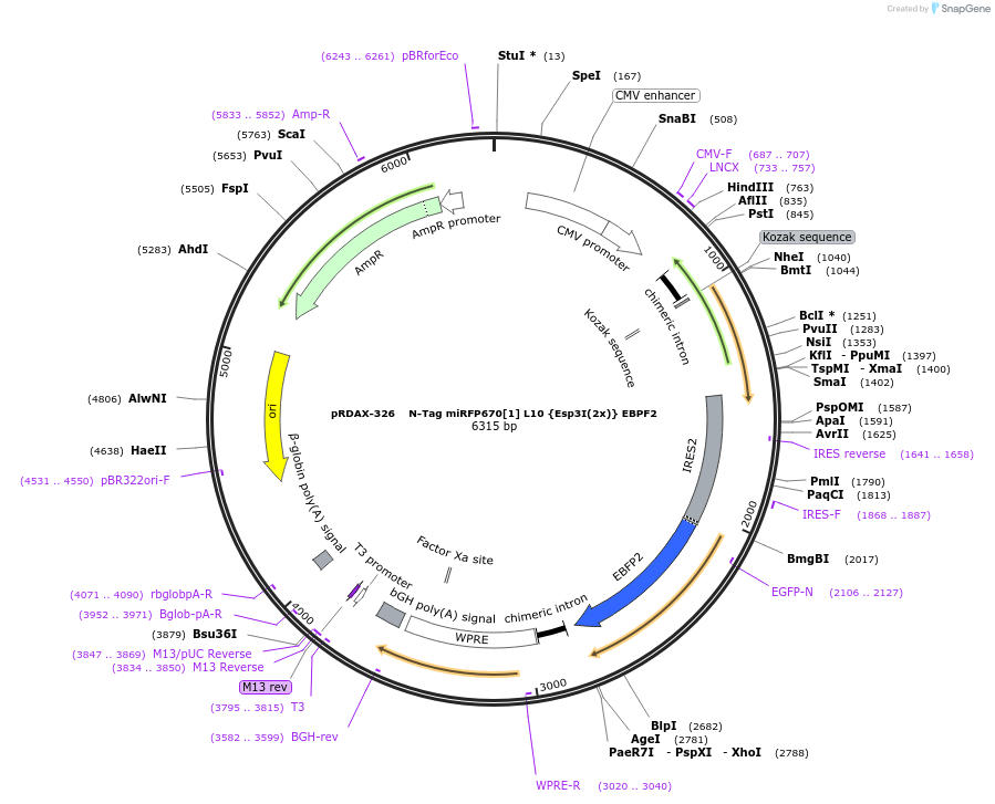 129829-plasmid-map-sequence-id-264955