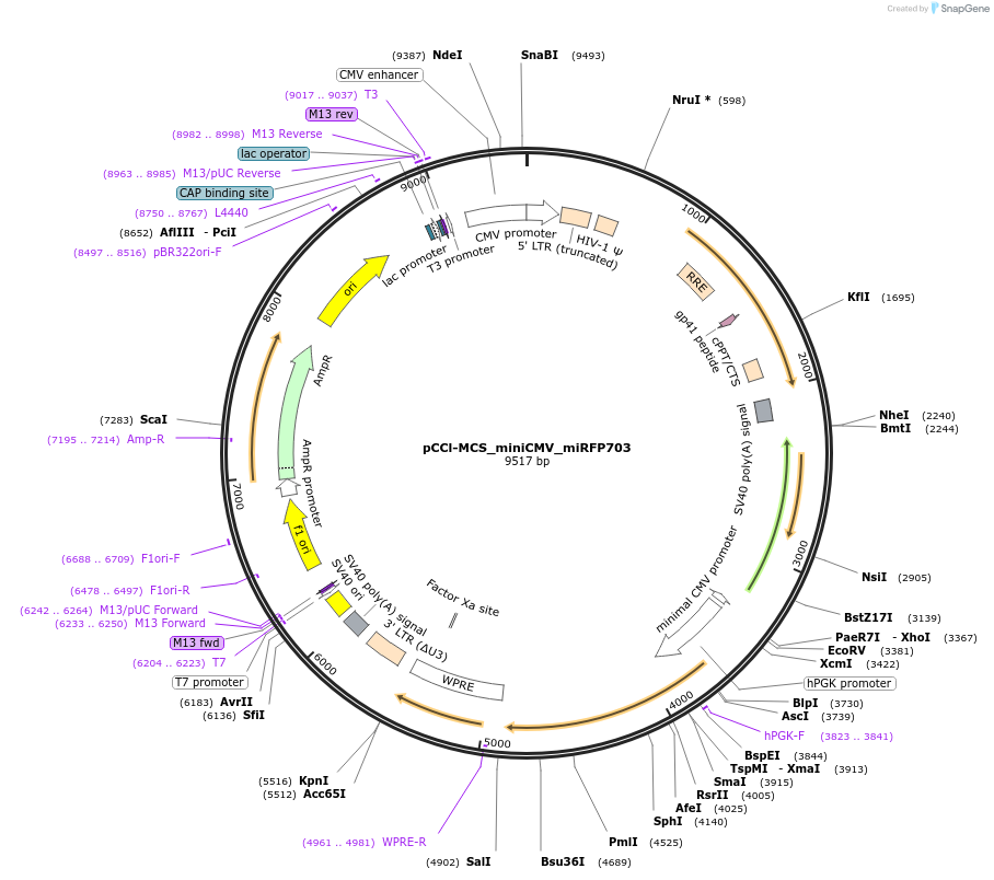 134985-plasmid-map-sequence-id-265014